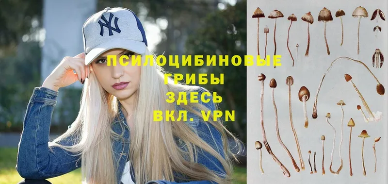 Псилоцибиновые грибы Cubensis  где можно купить   Бологое 